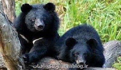 کشف ۲ توله خرس سیاه بلوچی در اصفهان